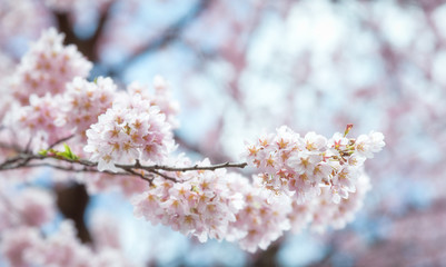 Close up Spring Cherry blossoms ,Sakura Background