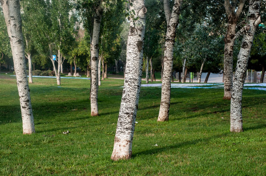 &Aacute;lamos blancos (Populus alba) en un parque urbano, Barcelona