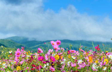 pink flowers with mountain and cloud backgroud.