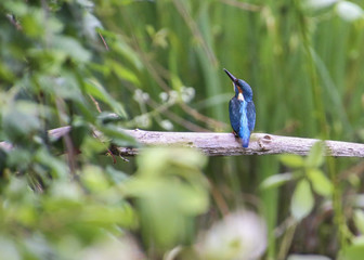 Eisvogel