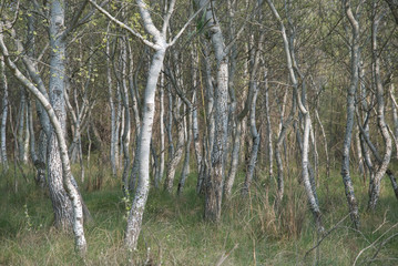Bosque de álamos blancos (Populus alba)
