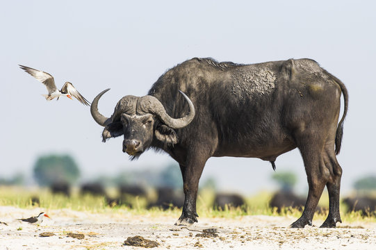 African Skimmer mobbing a Cape Buffalo at its nest
