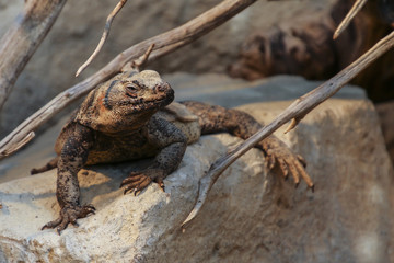 Chuckwalla