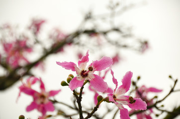 Pink flowers in springtime