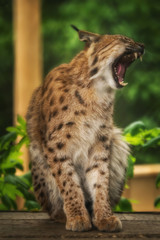 Luchs mit offenem Maul