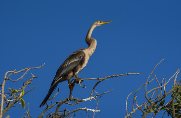Fototapeta premium African darter