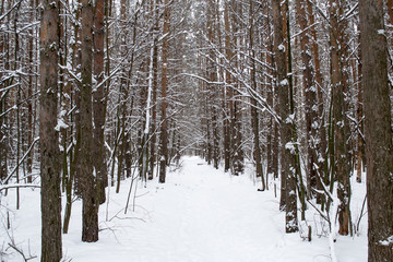 Tree trunks in winter forest