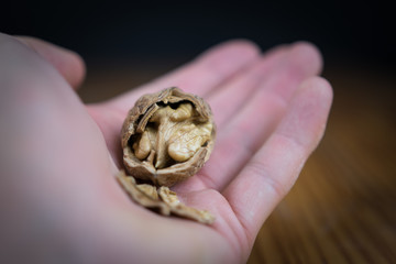 Open walnut in hand closeup
