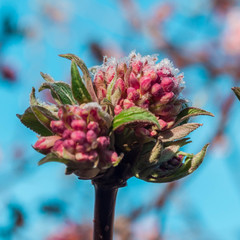 ice crystals on a flower