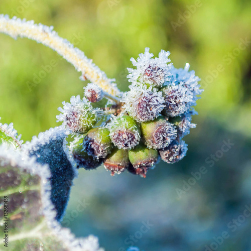 "ice cold ivy" Stock photo and royaltyfree images on Pic