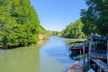 Mangrove forest Nature and Forest Klaeng in Rayong, Thailand