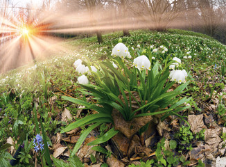 Sunrise in the forest with snowdrops