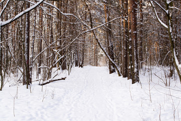 Fototapeta premium Tree trunks in winter forest