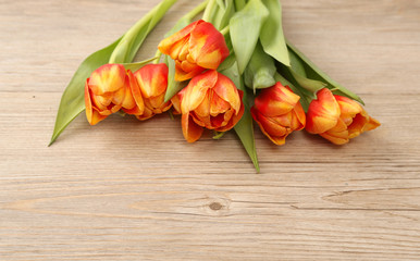 Tulpen