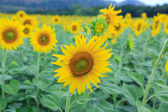 Sunflower at the mountain