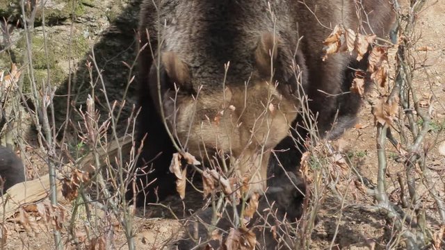 Brown bear mother with offspring