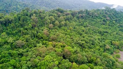 Fototapeta na wymiar Rainforest aerial view