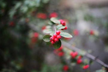 Obraz na płótnie Canvas Red hawthorn berries on a tree branch