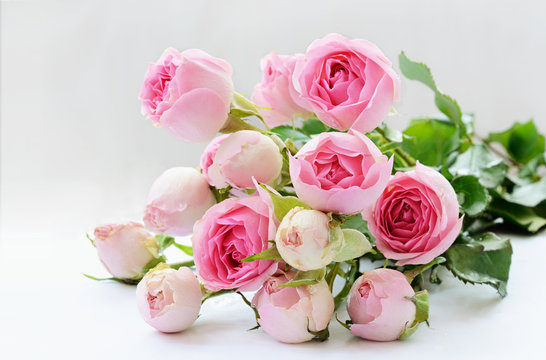 Fototapeta Pink rose flowers bouquet