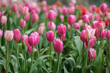 Colorful tulips beautiful in season winter. Floral Background.