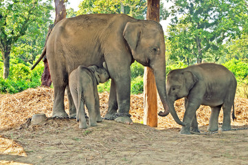 Elephant mother and two babies in the breeding centre Chitwan, Nepal