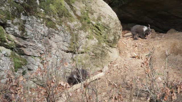 Brown bear mother with offspring