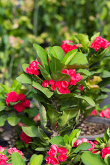 Spring background with beautiful red flowers in garden.