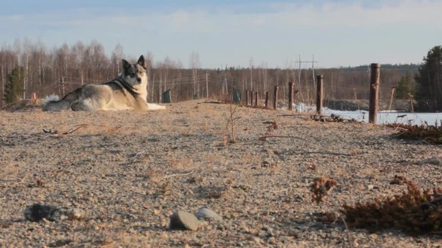 The East Siberian Laika (related breed husky). female lies picturesquely at the dam, spring
