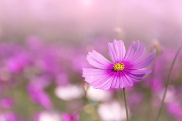 Obraz premium Cosmos flower over blurry flower garden background, pink filter effect