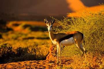 Sussusvlei Deadvlei - Namibia