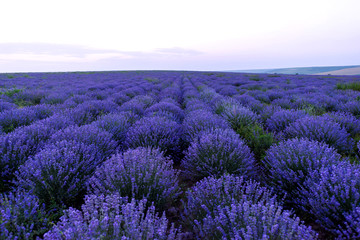 Obraz na płótnie Canvas Photo of purple flowers in a lavender field in bloom at sunset, cobusca noua village, moldova