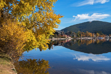 Fototapeta premium Yellow poplar on the shore of Titisee Lake in the sunny autumn day, Germany