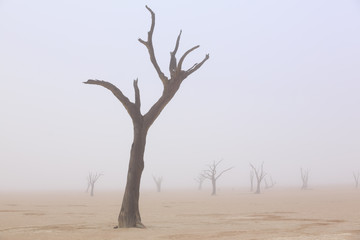 Fototapeta na wymiar Sussusvlei Deadvlei - Namibia