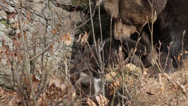 Brown bear mother with offspring