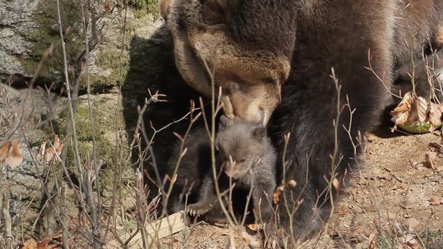 Brown bear mother with offspring
