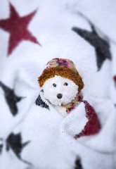 Winter concept, teddy bear and star blanket