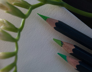 spring, set of green pencils and freesia branch on white paper. close-up