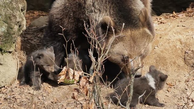 Brown bear mother with offspring