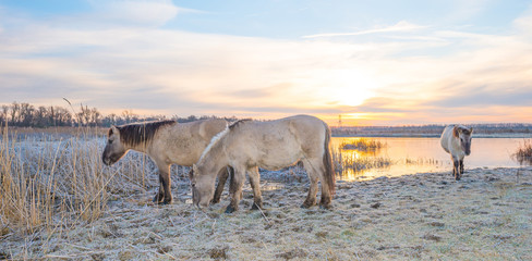 Horses along the shore of a frozen lake in winter © Naj