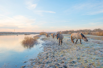 Horses along the shore of a frozen lake in winter © Naj