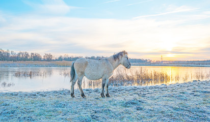 Horse along the shore of a frozen lake at sunrise in winter © Naj