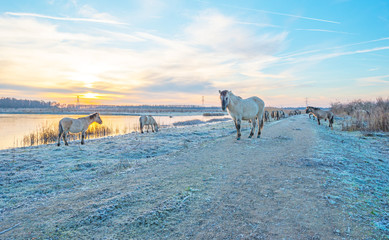 Horses along the shore of a frozen lake in winter © Naj