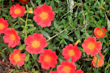 Portulaca Flowers