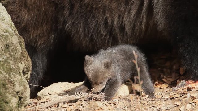Brown bear mother with offspring