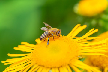 macro from flower und a honey bee