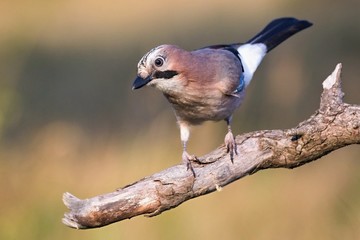 Eurasian jay - Garrulus glandarius, sitting on a branch in nature. Wildlife. Europe, country Slovakia, region Horna Nitra.