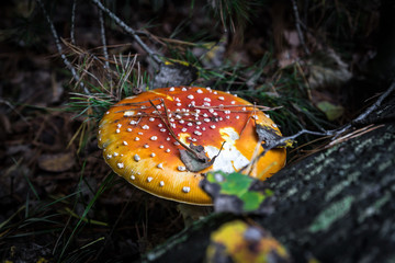 Amanita muscaria mushroom or fly agaric (fly amanita) in the wood