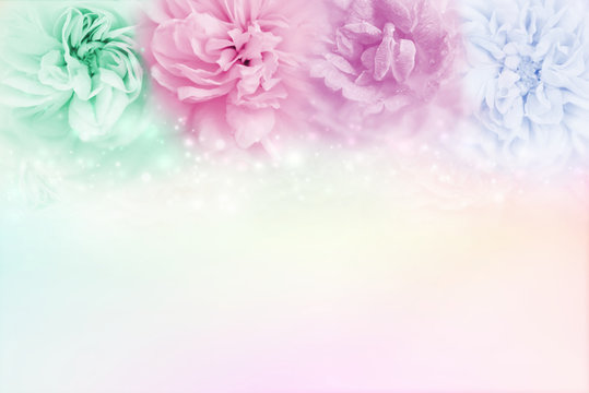 Fototapeta multicolor roses in a soft pastel background, which conveys the concepts of love Valentine's Day and Wedding Invitation card making
