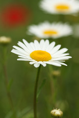 Obraz premium chamomile wild flower spring season