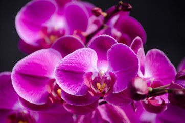 Fototapeta na wymiar Branch of pink orchids